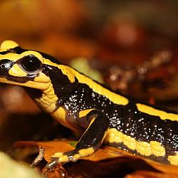 salamandre.jpg